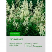 Волжанка (Aruncus) Zweiweltenkind I