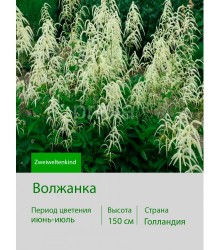 Волжанка (Aruncus) Zweiweltenkind I