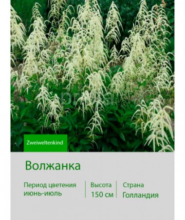 Волжанка (Aruncus) Zweiweltenkind I