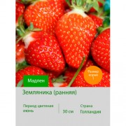 Земляника Мадлен