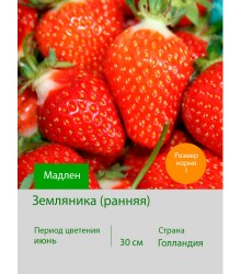 Земляника Мадлен
