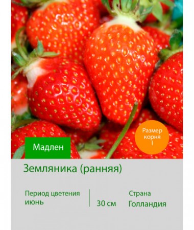 Земляника Мадлен