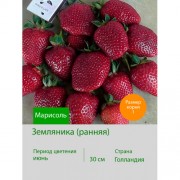 Земляника Марисоль