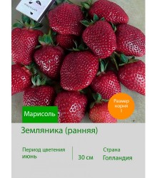 Земляника Марисоль
