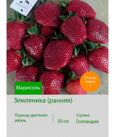 Земляника Марисоль
