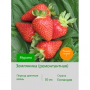 Земляника Мурано