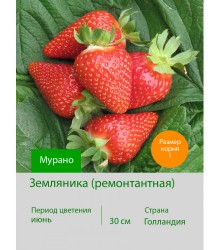 Земляника Мурано