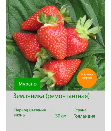 Земляника Мурано