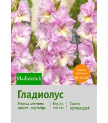 Гладиолус Vladivostok