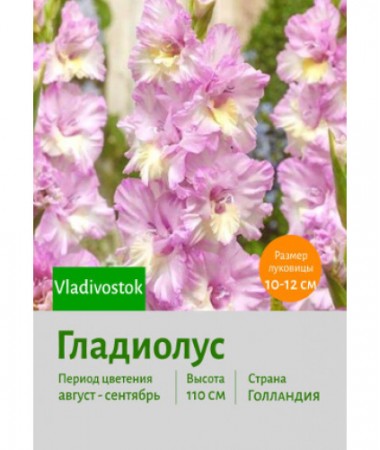 Гладиолус Vladivostok