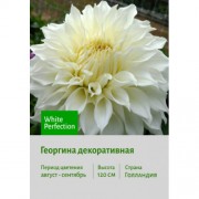 Георгина White Perfection
