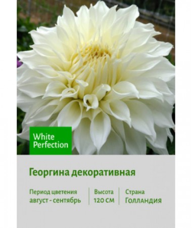 Георгина White Perfection