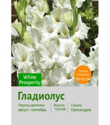 Гладиолус White Prosperity