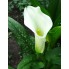 Калла Albomaculata