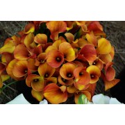 Калла Mango Калла Mango