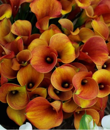 Калла Mango Калла Mango