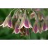 Нектароскордум Bulgaricum