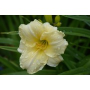 Лилейник Longfields Pearl