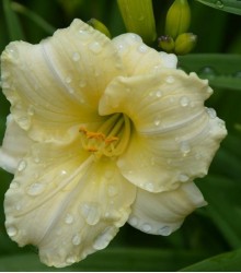 Лилейник Longfields Pearl Лилейник Longfields Pearl