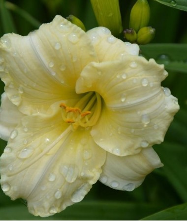 Лилейник Longfields Pearl