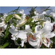 Лилия Casa Blanca