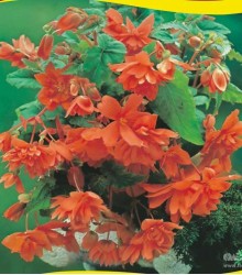 Бегония Cascade orange Бегония Cascade orange