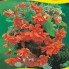 Бегония Cascade orange Бегония Cascade orange