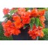 Бегония Cascade orange Бегония Cascade orange