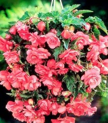 Бегония Cascade pink Бегония Cascade pink
