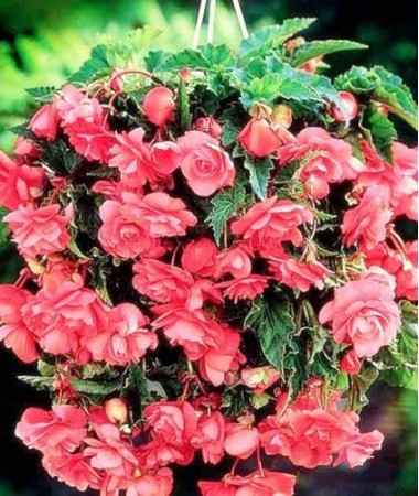 Бегония Cascade pink Бегония Cascade pink