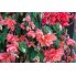 Бегония Cascade pink Бегония Cascade pink