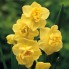 Нарцисс Yellow Cheerfulness