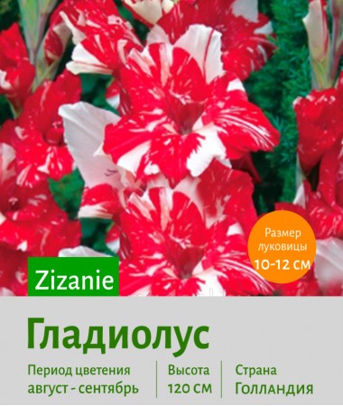 Гладиолус Zizanie