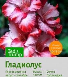 Гладиолус Ted's Trump