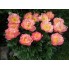 Пион Pink Hawaiian Coral