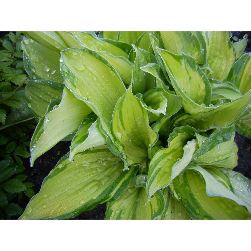 Хоста альбопикта. Хоста альбопикта. Хоста форчуна. Хоста albopicta. Хоста альбопикта.