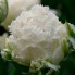Тюльпан Snow Crystal